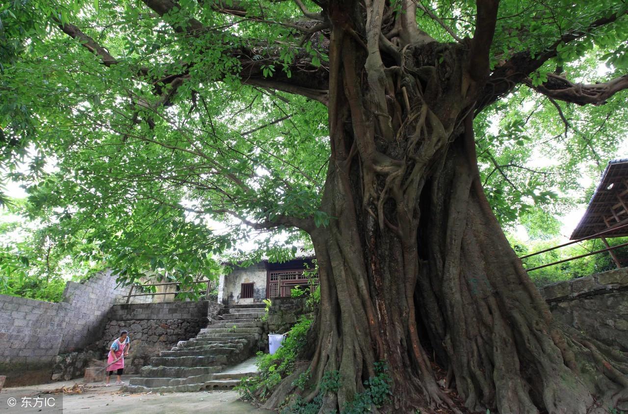 夏津四季城最新價格動態(tài)分析，夏津四季城最新價格動態(tài)解析報告