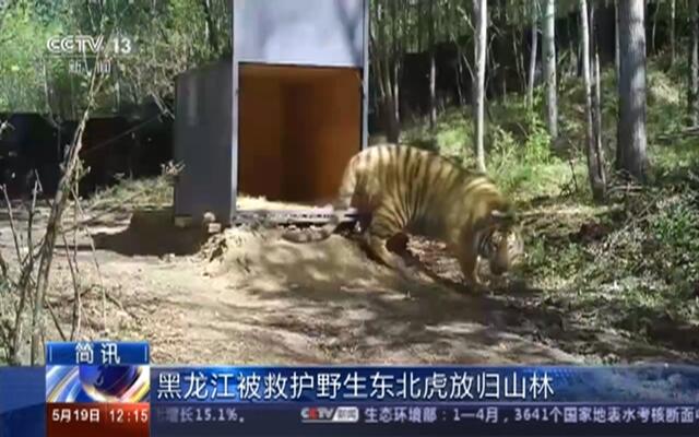 官方回應(yīng)東北虎進黑龍江一村，人與自然的和諧共處之道，官方回應(yīng)東北虎進村事件，探索人與自然的和諧共處之道