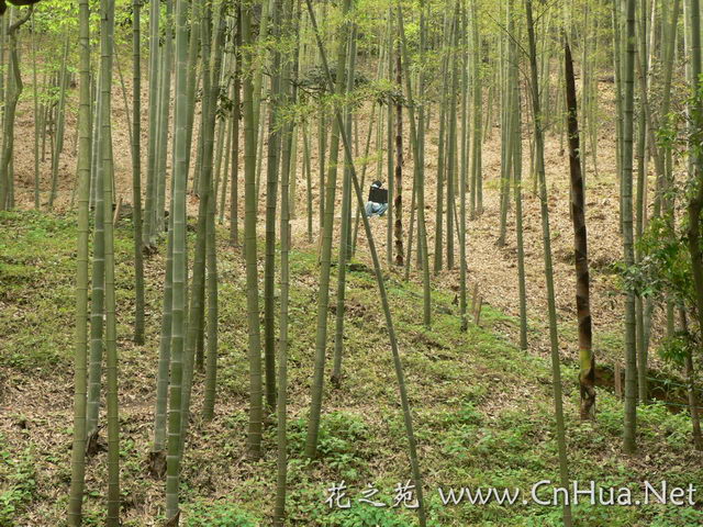 毛竹最新報價，深度解析市場趨勢與價格動態(tài)（深度好文），毛竹最新報價及市場趨勢深度解析