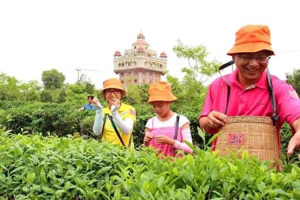 茶園招聘信息最新消息，探索茶葉產(chǎn)業(yè)的繁榮與機(jī)遇，茶園最新招聘信息揭秘，茶葉產(chǎn)業(yè)的繁榮與職業(yè)機(jī)遇探索