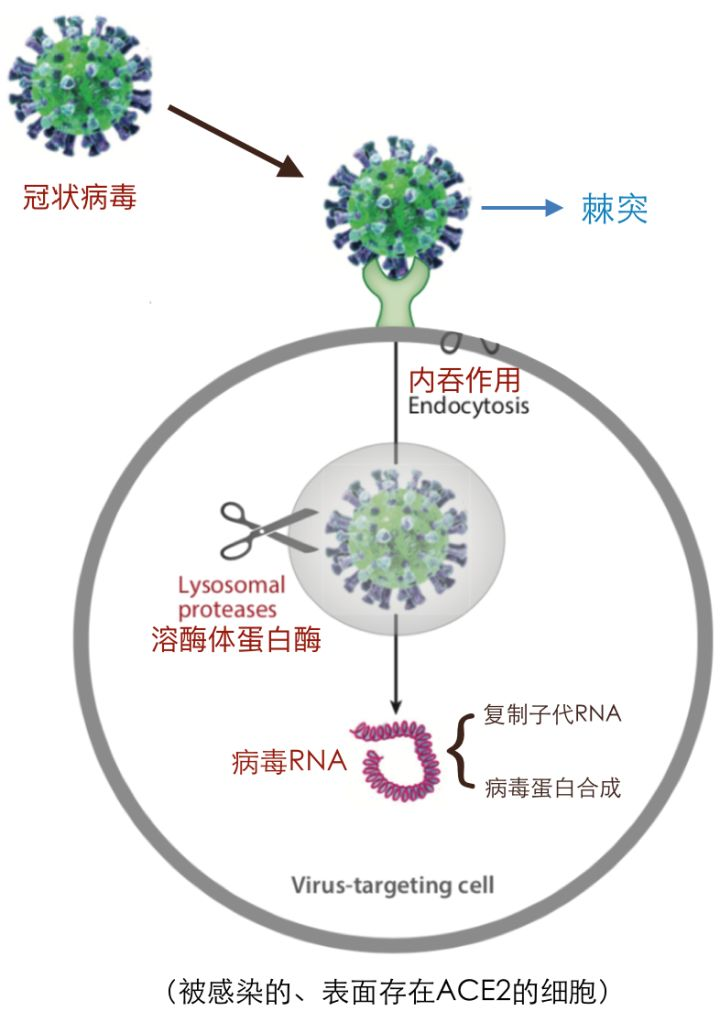 最新分離毒株，科學(xué)研究的挑戰(zhàn)與機(jī)遇，最新分離毒株，科學(xué)研究的挑戰(zhàn)與機(jī)遇探索