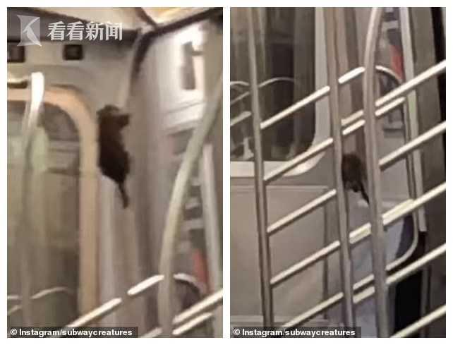 被地鐵逃生當(dāng)老鼠，生存與挑戰(zhàn)的寓言，地鐵逃生，生存寓言中的老鼠挑戰(zhàn)之路