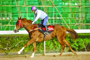 澳門特馬今晚開獎，探索彩票背后的故事與期待，澳門特馬今晚開獎，彩票背后的故事與期待揭秘