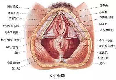 女性生殖外觀圖示各結構詳解，女性生殖器官外觀圖示與結構詳解