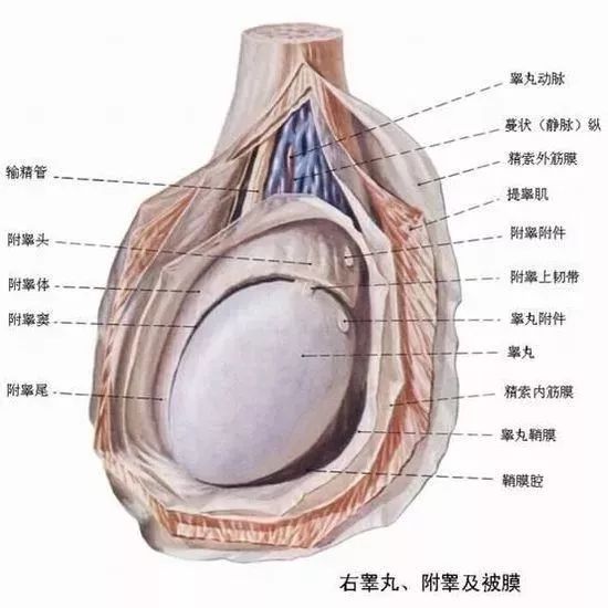 一側(cè)睪丸痛的原因及應(yīng)對(duì)方法，一側(cè)睪丸痛的原因與應(yīng)對(duì)方法解析