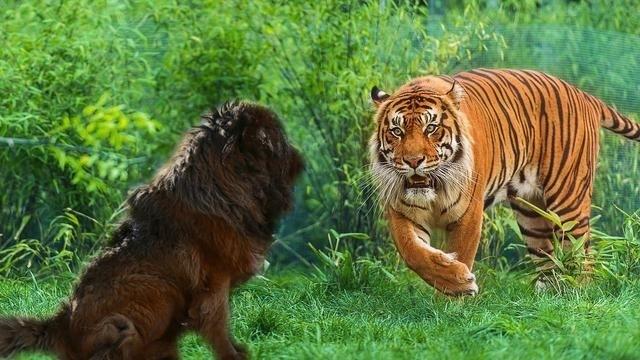 杭州動物園門票價格詳解，杭州動物園門票價格全解析