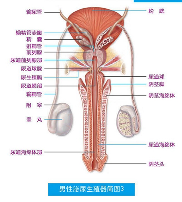 男性泌尿系統(tǒng)，功能與健康的守護，男性泌尿系統(tǒng)功能與健康守護之道