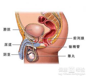 慢性前列腺炎的表現(xiàn)及其影響，慢性前列腺炎的癥狀表現(xiàn)及其影響概述