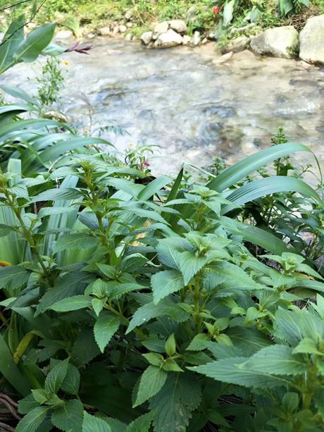 溪黃草，揭示其獨(dú)特的功效與作用，溪黃草，獨(dú)特功效與作用揭秘