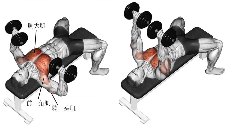新手練胸肌最佳動(dòng)作，入門指南與技巧解析，新手練胸肌必備動(dòng)作指南，入門指南與技巧解析