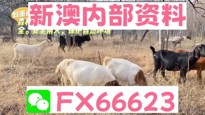 新澳2024今晚資料分析預(yù)測(cè)，新澳2024今晚資料分析預(yù)測(cè)報(bào)告解讀