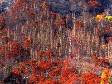 霧靈山風(fēng)景區(qū)簡介，霧靈山風(fēng)景區(qū)，自然美景盡收眼底