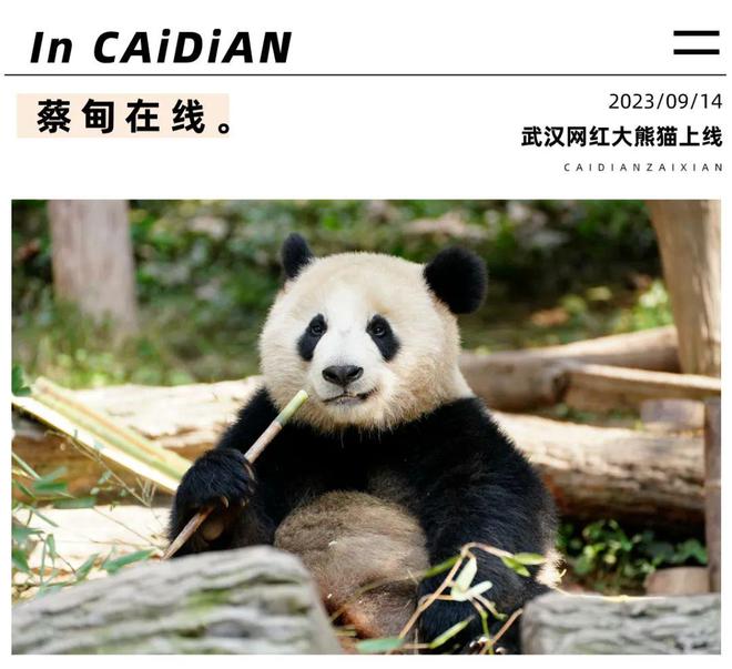 武漢動物園門票詳解，價格、優(yōu)惠及購買指南，武漢動物園門票攻略，價格、優(yōu)惠與購買指南
