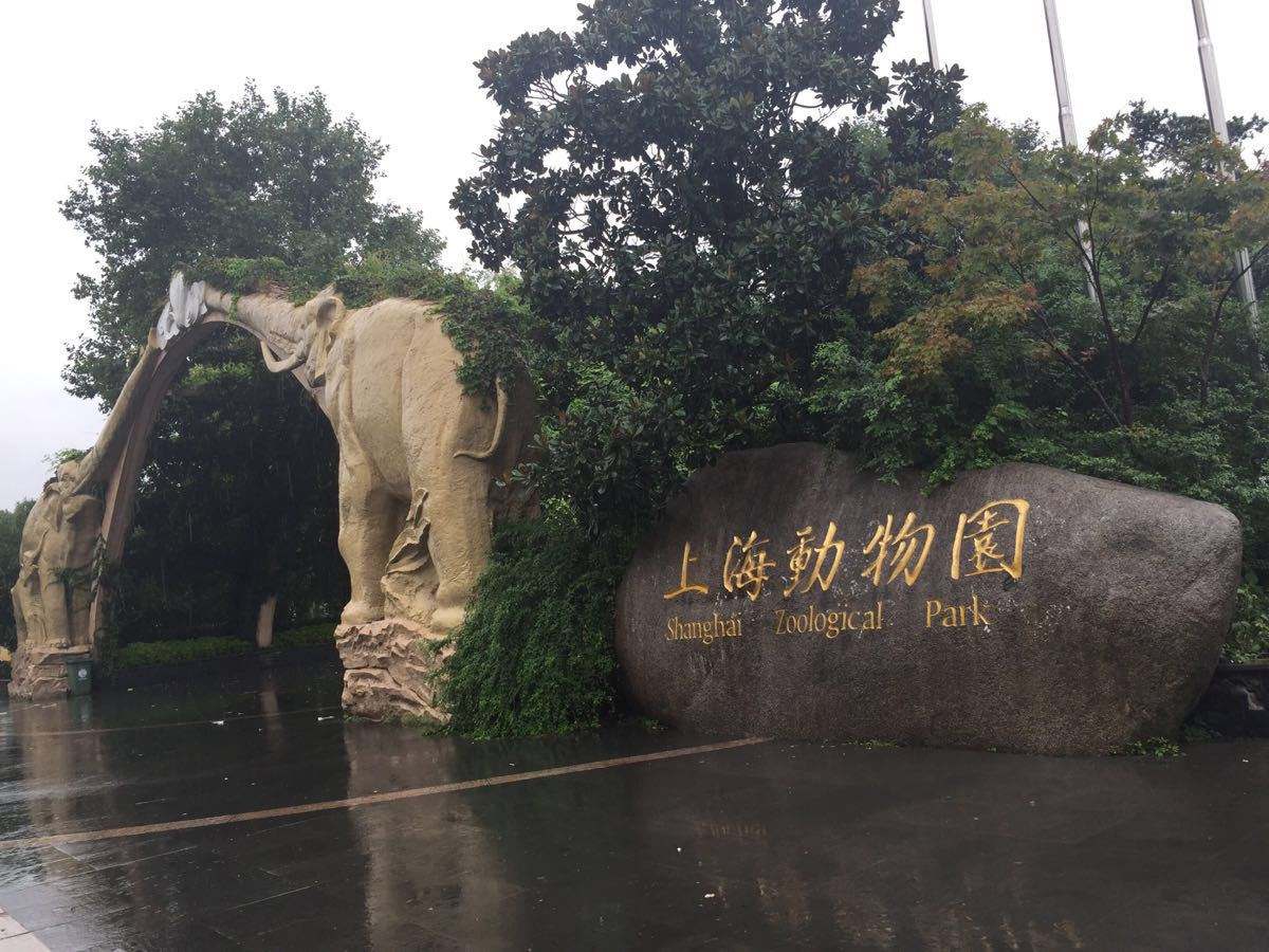 上海動物園與上海野生動物園，城市中的自然對決，上海城市中的自然對決，動物園與野生動物園的對比