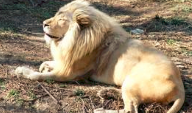 北京動物園門票購買攻略，北京動物園門票購買指南