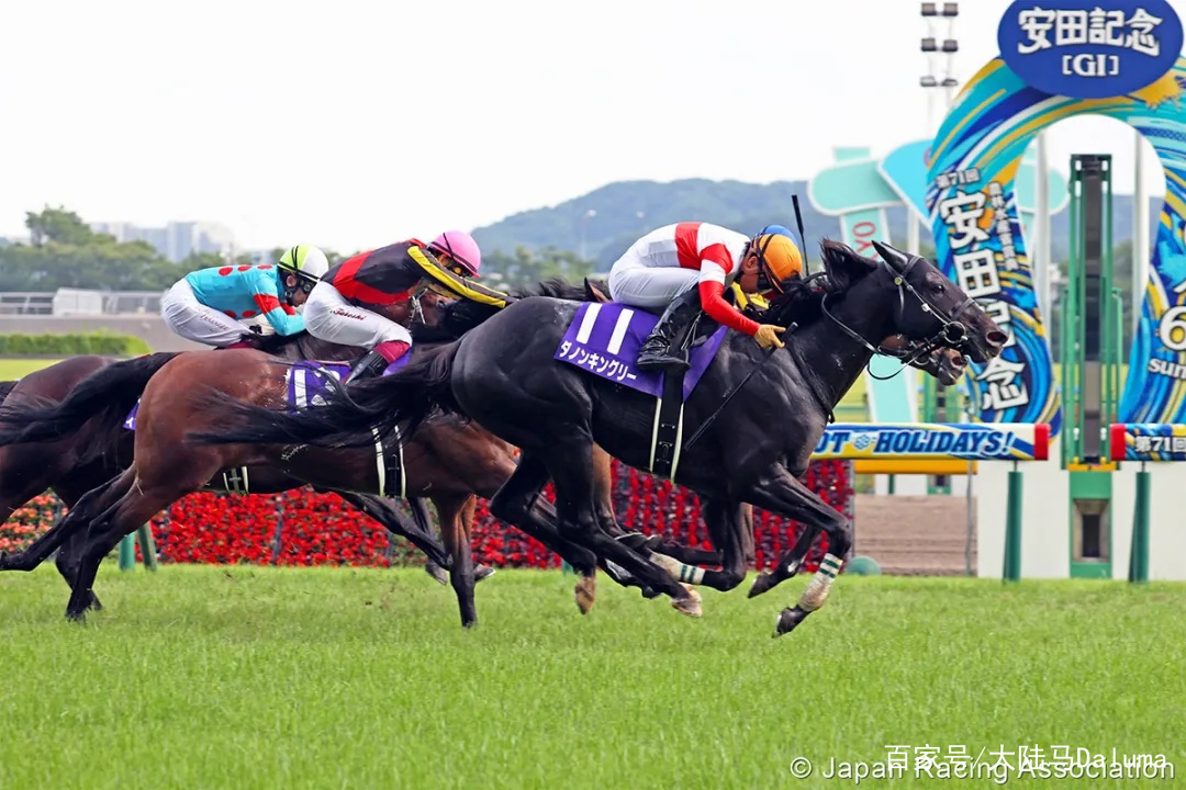 香港特馬資料王中王，探索與解析，香港特馬資料解析，王中王深度探索