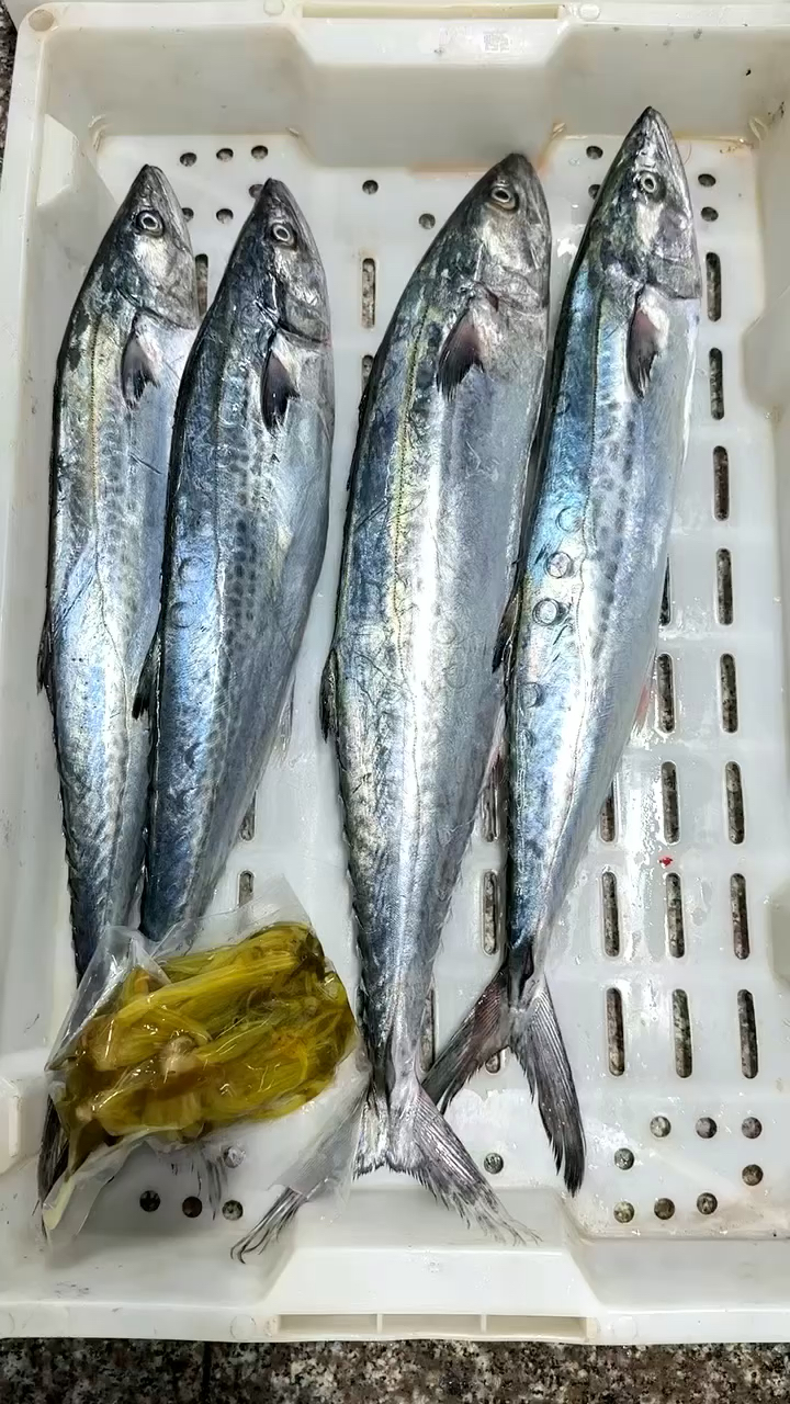 馬鮫魚的魅力，海洋中的美食之星，馬鮫魚，海洋中的美食之星，魅力無限