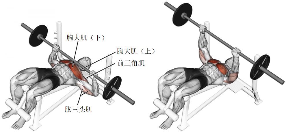 杠鈴臥推的正確方法圖解，杠鈴臥推正確方法圖解及教程