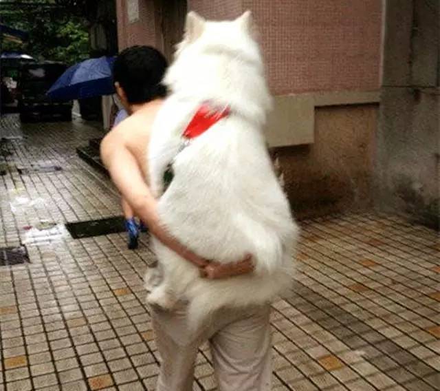 狗狗與人之間的配對(duì)，一種深厚的情感紐帶，狗狗與人的深厚情感紐帶，探索忠誠(chéng)與陪伴的奧秘