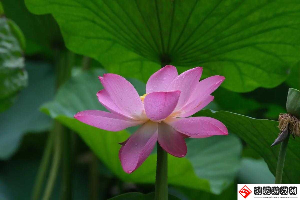 女性半夜蓮花開放的治療方法，探索與理解，女性半夜蓮花開放的治療方法，探索與理解其奧秘
