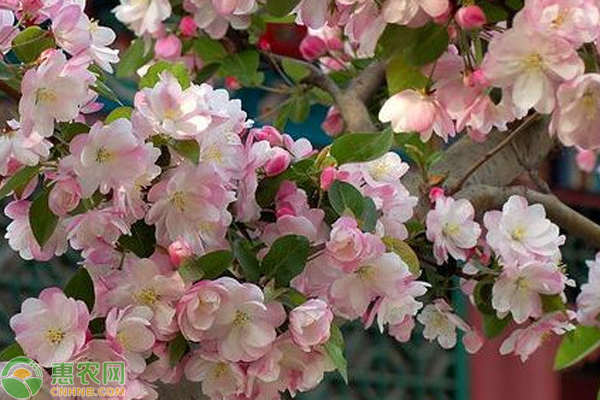 海棠花的寓意，美麗與堅韌的象征，海棠花的寓意，美麗與堅韌的雙重象征