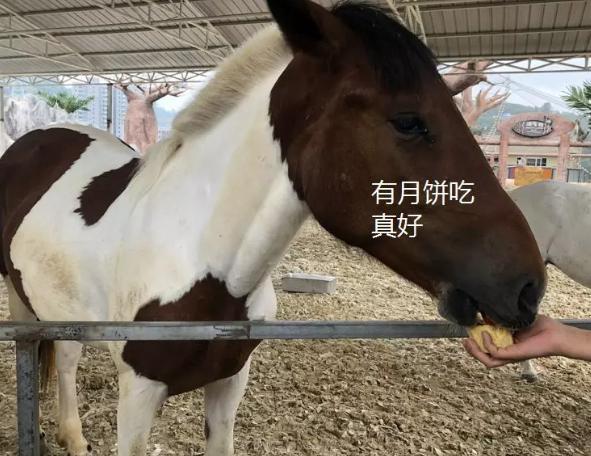 今晚9:30開(kāi)特馬——一場(chǎng)期待與激情的盛宴，特馬盛宴，期待與激情的交匯之夜 9:30開(kāi)啟